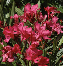 Nerium oleander `Calypso`
