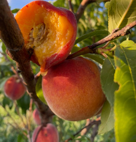 Persica vulgaris `Avalon Pride`