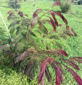 Albizia julibrissin `Evi`s Purple`