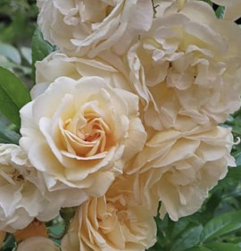 Rosa `Ghislaine de Féligonde`