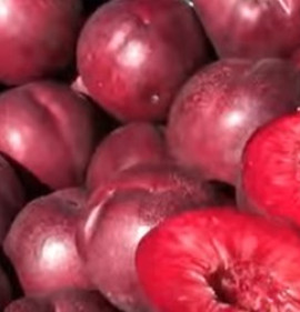 Persica vulgaris `Diablotina`