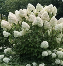 Hydrangea paniculata `Phantom`