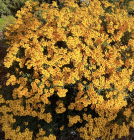 Tagetes lemmonii