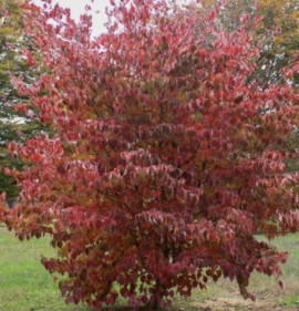 Cornus kousa var. chinensis
