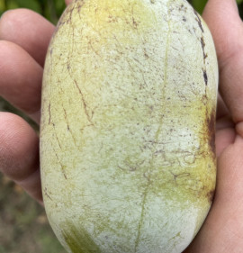 Asimina triloba `KSU Chappell` OLTVÁNY