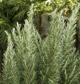 Rosmarinus officinalis `Spice Island`