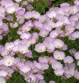 Oenothera speciosa `Rosea`