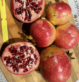 Punica granatum `Taisia`