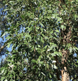 Eucalyptus johnstonii