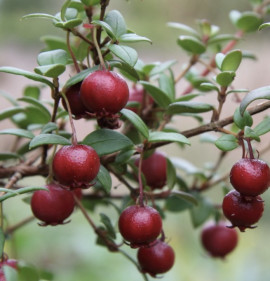 Ugni molinae