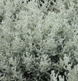 Santolina chamaecyparissus 