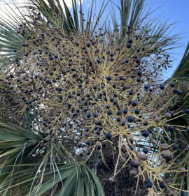 Sabal palmetto MAG!!! 10 DB MAG!!!