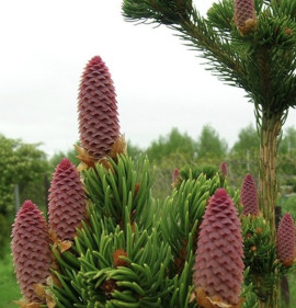 Picea pungens `Lucky Strike`