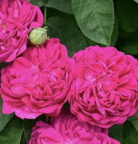 Rosa `Rose de Rescht (Rasht)`