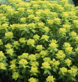 Euphorbia polychroma