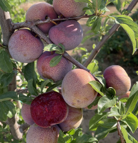 Prunus sp. `Mariposa` (Pulykaszilva)