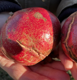 Punica granatum `Quirin Guloysha (Qirin Gulyosha)`