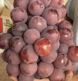 Vitis `Red Globe`