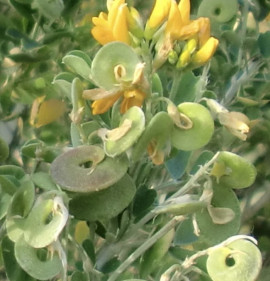 Medicago arborea