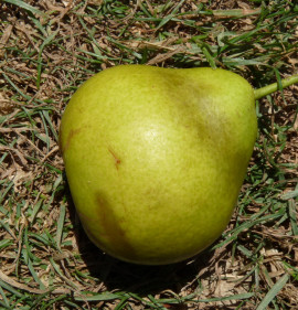 Pyrus communis `Berekkerti Fekete`