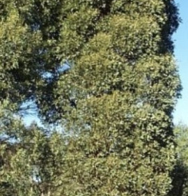 Eucalyptus johnstonii