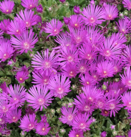 Delosperma cooperi