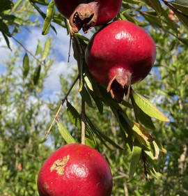 Punica granatum `Gyűdi Bíbor`