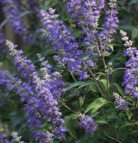 Vitex agnus-castus `Queen Bee`
