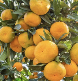 Citrus `Murcott, Honey Tangerine`