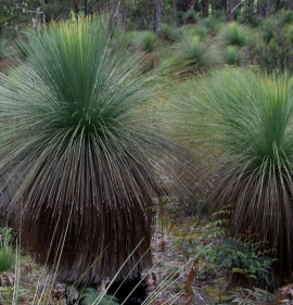 Xanthorrhoea australis