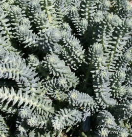 Sedum rupestre (Sedum reflexum) `Blue Spruce`
