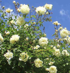 Rosa `Alberic Barbier`