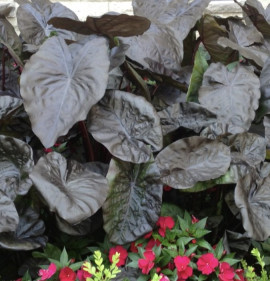 Colocasia esculenta `Black Sapphire Gecko`