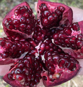 Punica granatum `Gyűdi Bíbor`