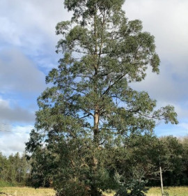 Eucalyptus perriniana