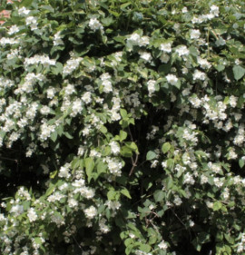 Philadelphus coronarius