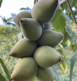 Juglans ailanthifolia v. cordiformis `Imshu`