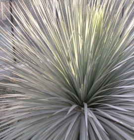 Dasylirion glaucophyllum