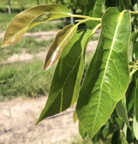 Diospyros virginiana 