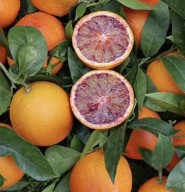 Citrus sinensis `Sanguinello (Sanguinelli)`