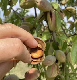Amygdalus communis `Dangarinszki`
