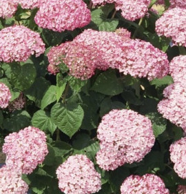 Hydrangea arborescens `Sweet Annabelle`