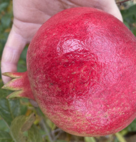 Punica granatum `Wonderful` (D) NAGY NÖVÉNY!