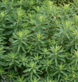 Euphorbia polychroma