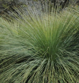 Xanthorrhoea australis