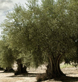 Olea europaea `Frantoio`