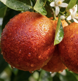 Citrus sinensis `Sanguinello (Sanguinelli)`