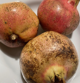 Punica granatum `Crisanzio`