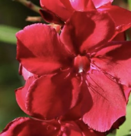 Nerium oleander `Scarlet Beauty`