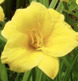 Hemerocallis `Stella de Oro`